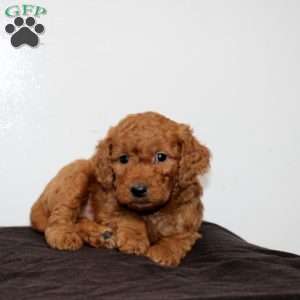 Cedric, Mini Goldendoodle Puppy